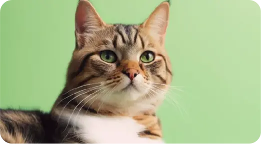 Кіт