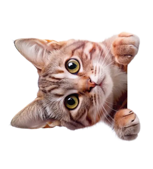 Кіт